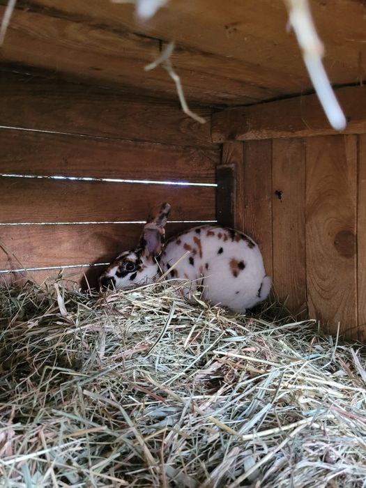 Króliki rex trójbarwny