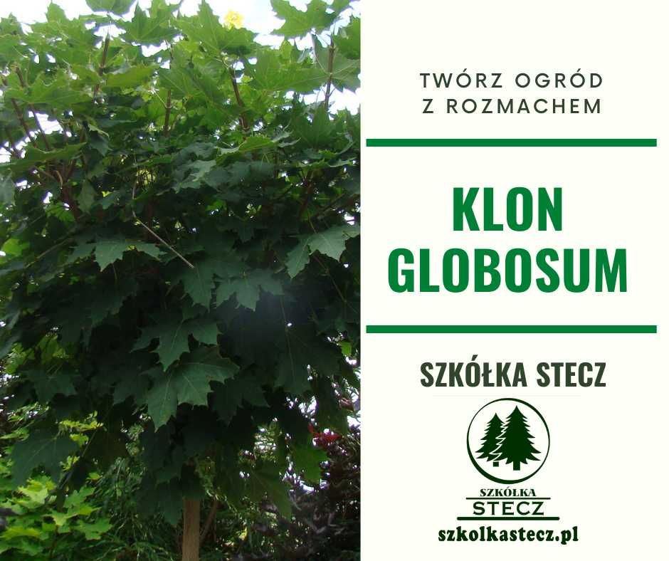 Klon kulisty Globosum - szczepienie -  2 m