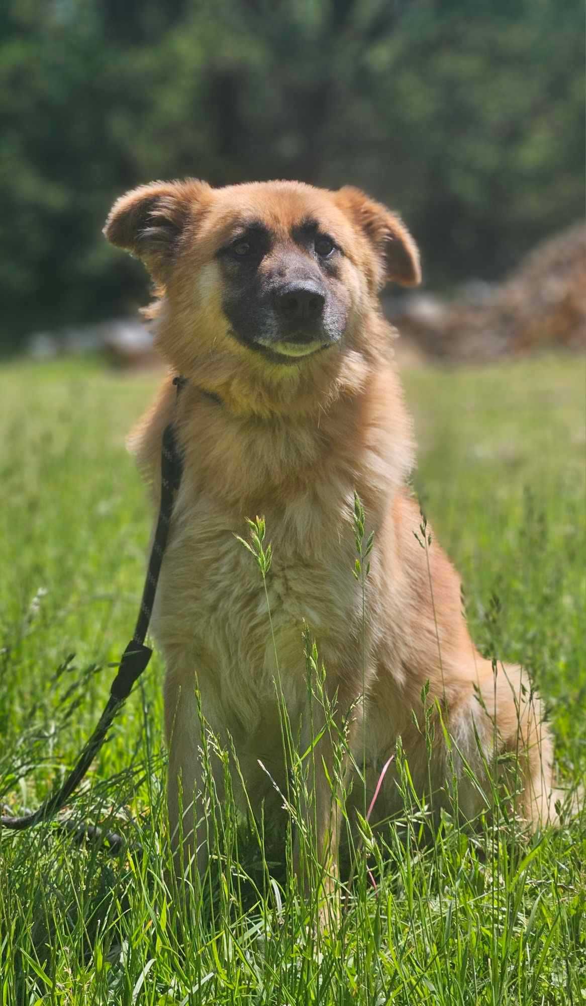 Leonberger mix   Neon  schronisku w Zgierzu aktualne