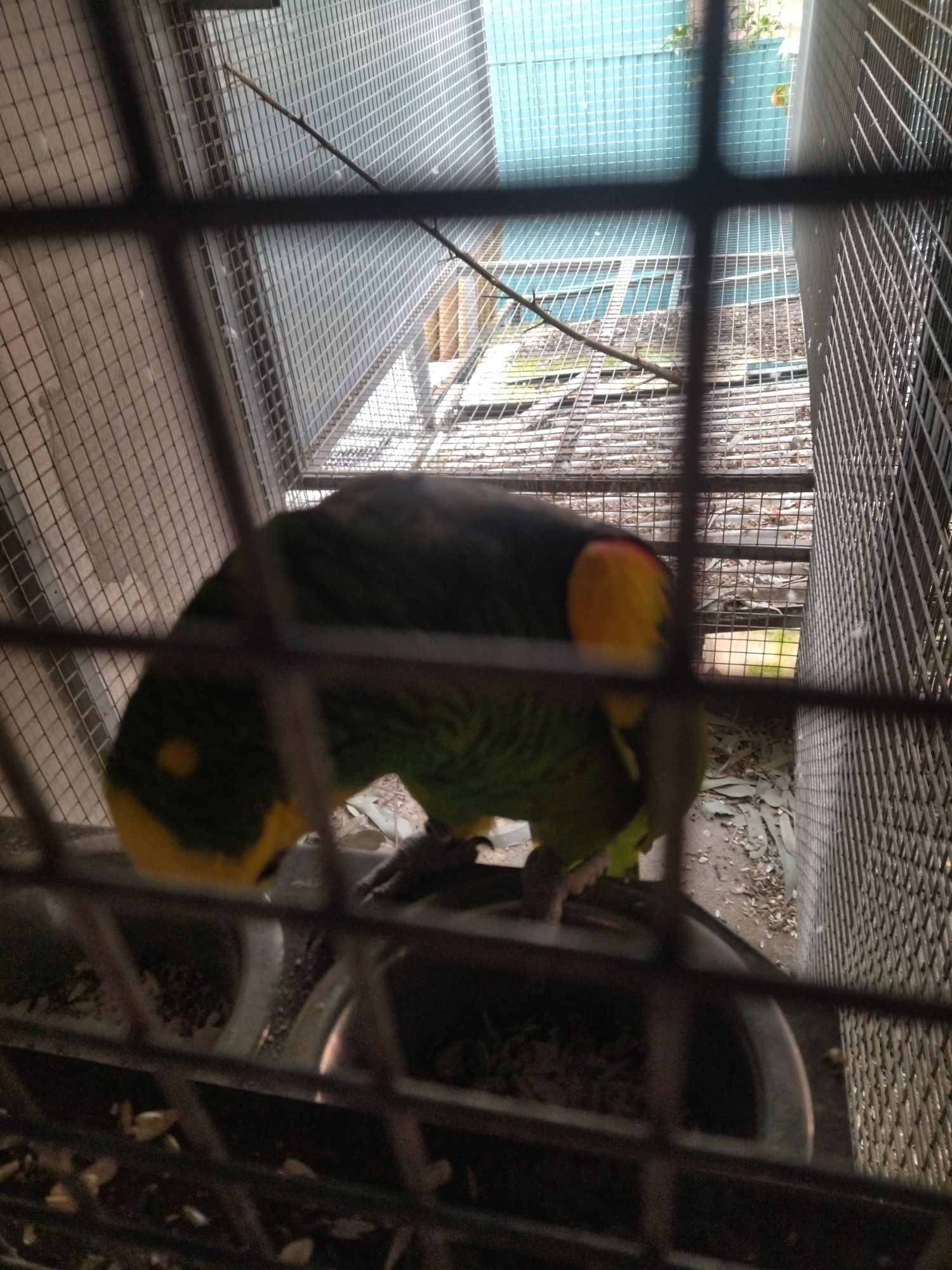 Papagaio astiva adulto