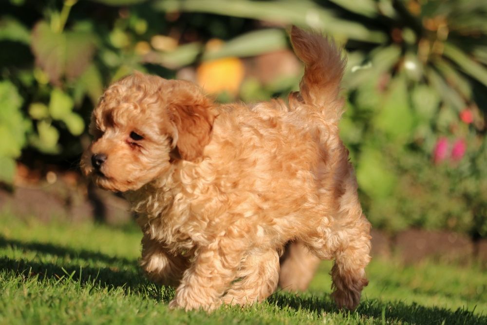 Przepiękny piesek maltipoo, Red f1b