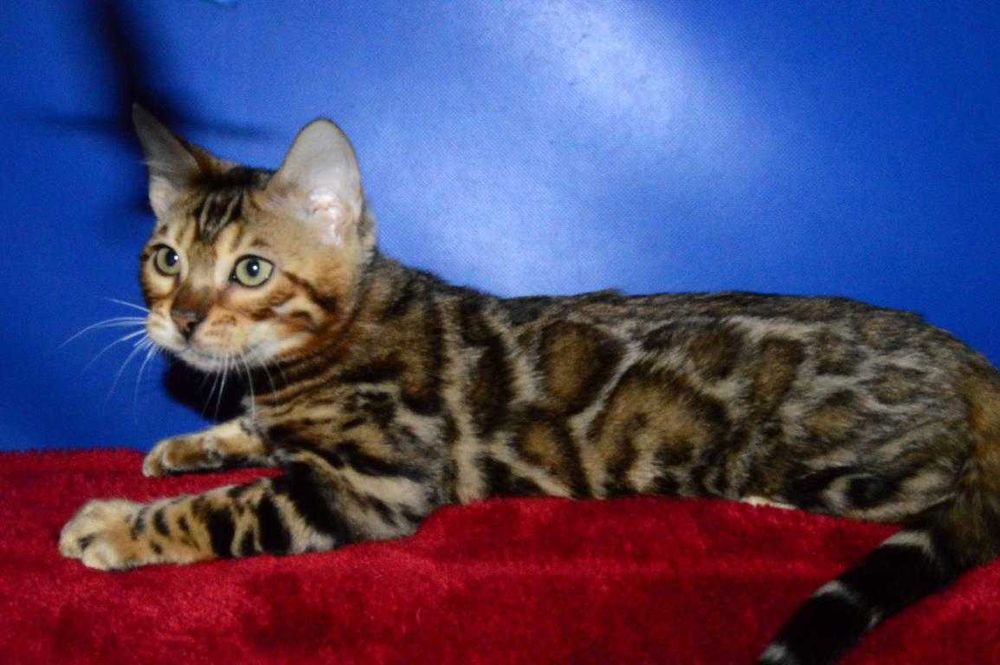 Отличный котенок. Мальчик. Документы. Распродажа.