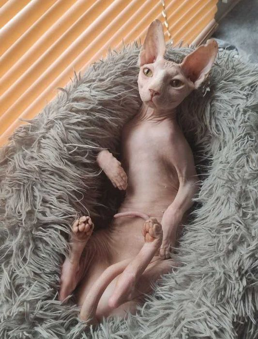 Розовый котик-красавчик с жёлтыми глазками.Гарик, возраст 5+ лет.