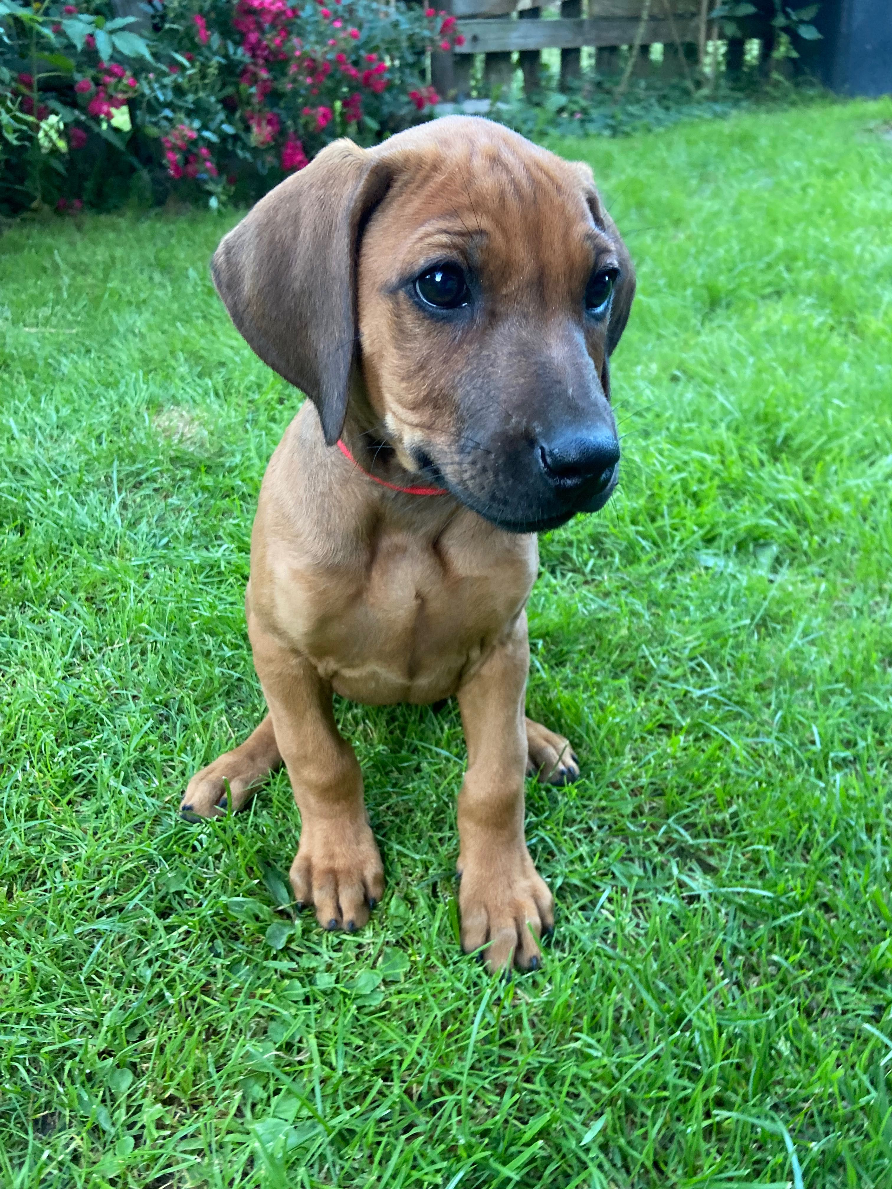Rhodesian ridgeback