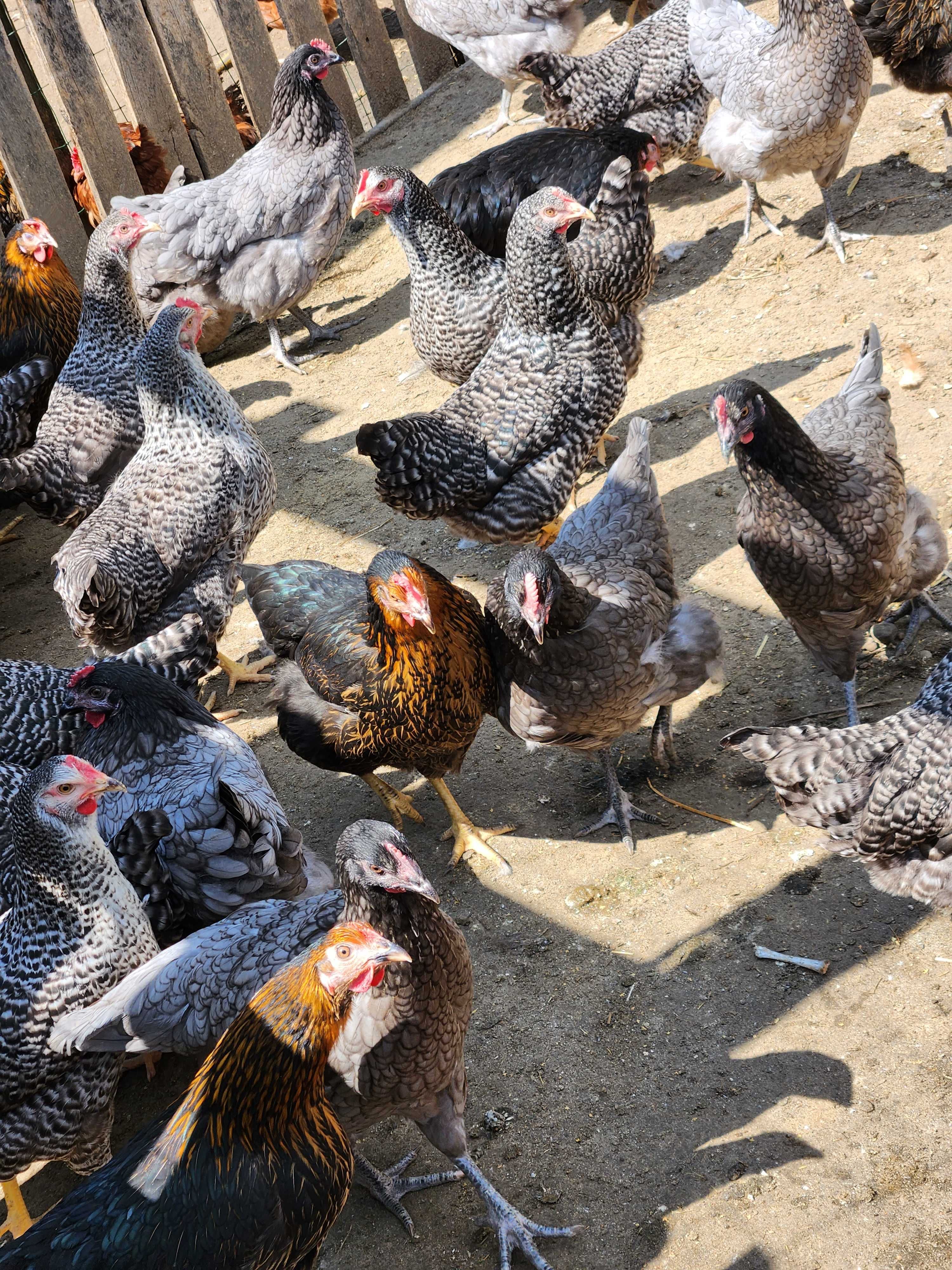 Kury nioski z jajkiem ! Rosa Messa ISA Dominant Leghorn Sendi !