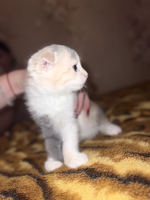 Отдам котят, только в хорошие ручки, харков, безплатно