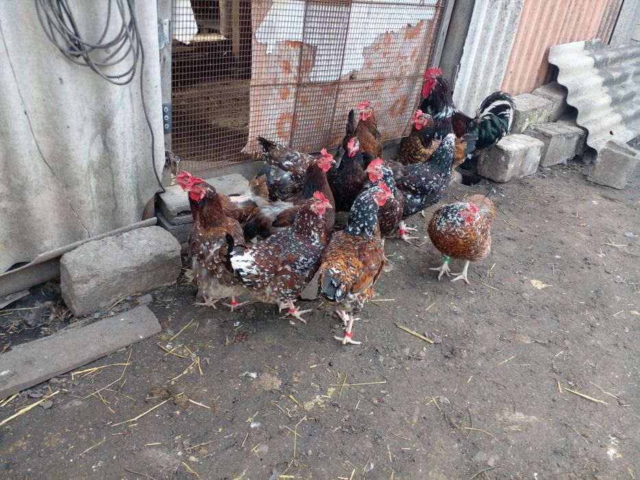 Куры ливенские ситцевые