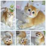 Британские котята золотая шиншилла
