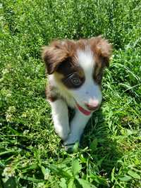 Border Collie piesek czekoladowy tricolor