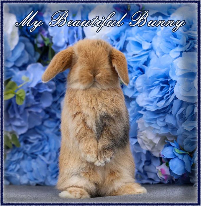 Piękny Króliczek Mini Lop - Orange