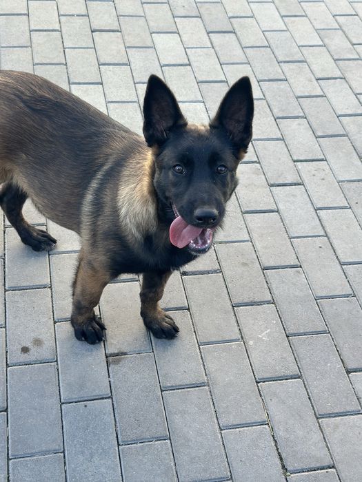 Пропоную цуценя малінуа