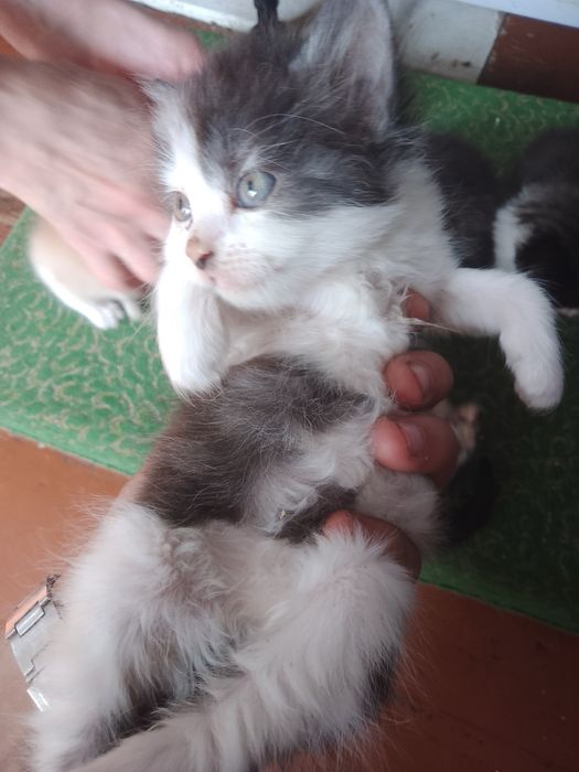 Кошенята безкоштовно!