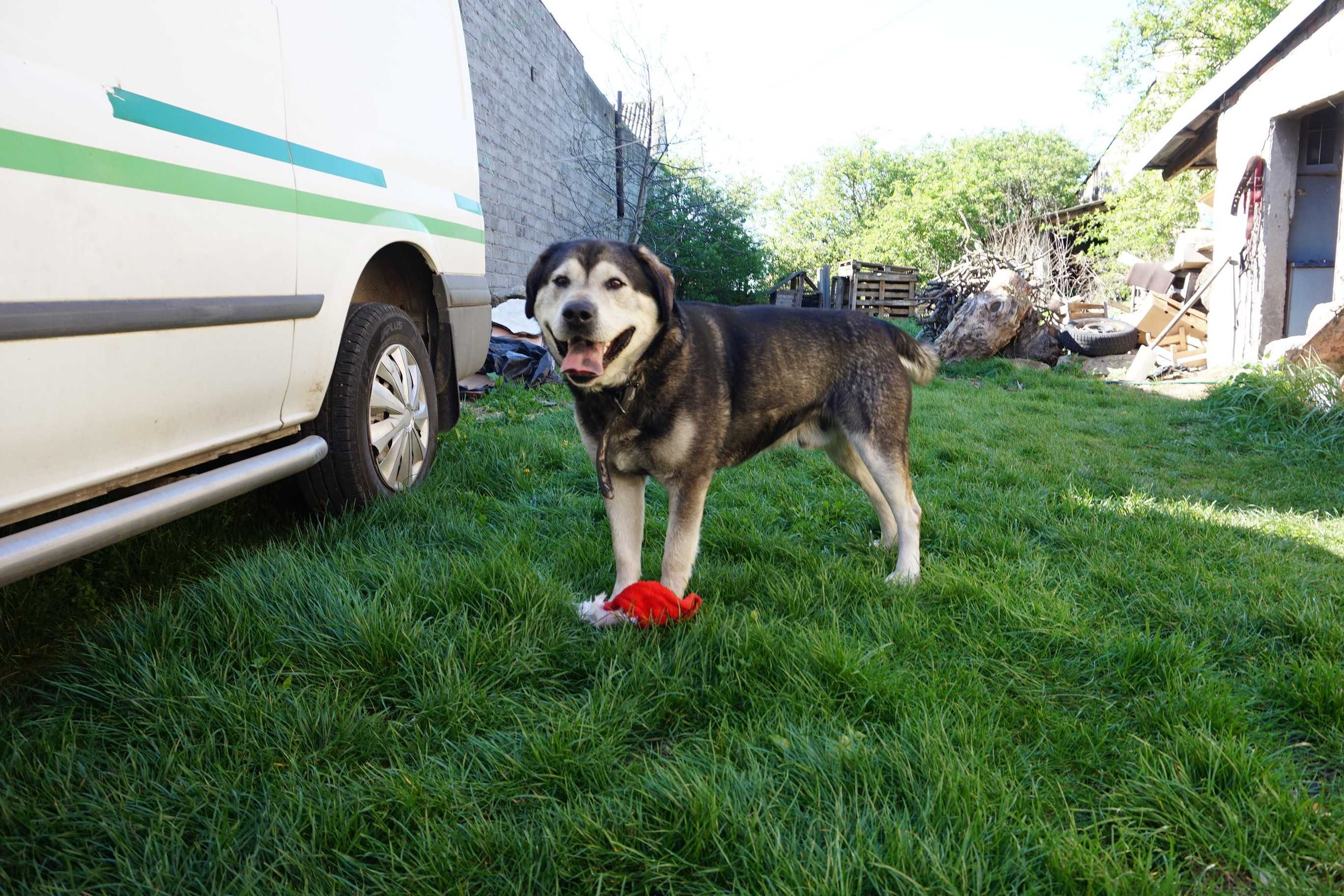 Mieszaniec husky i labradora szuka kochajacej rodziny