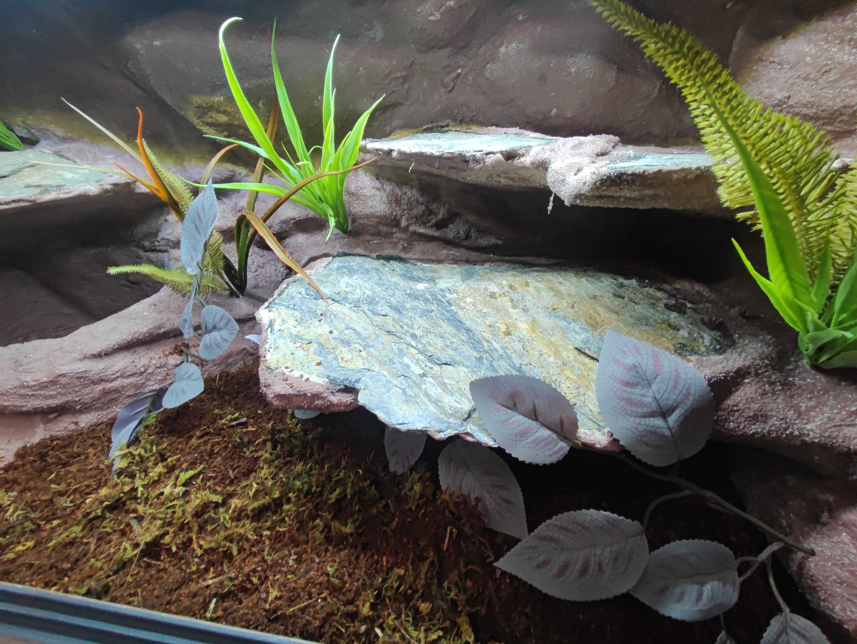 Terrarium tropikalne nr718 80/40/40 dla węża boa pyton DOSTĘPNE