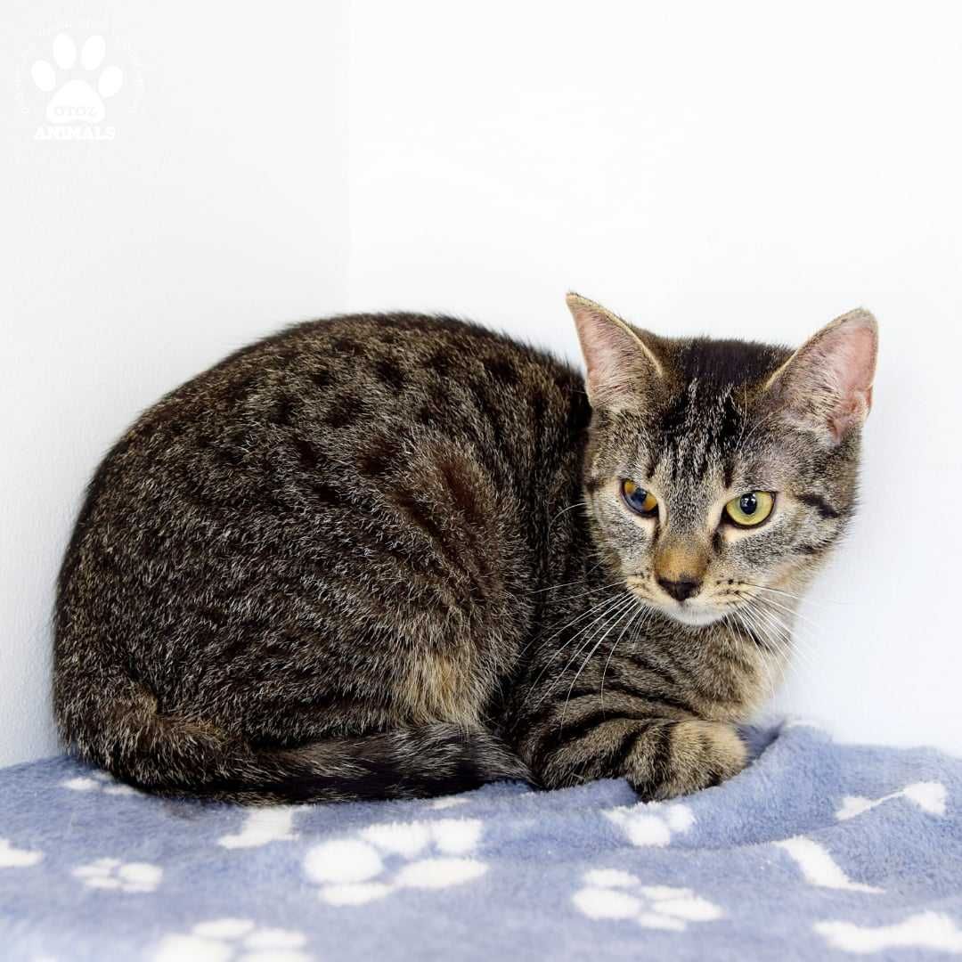 Malutka kotka do adopcji! Poznajcie Flexę!