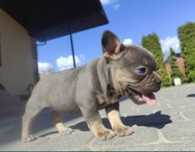 Buldog francusk suczka lilac tan