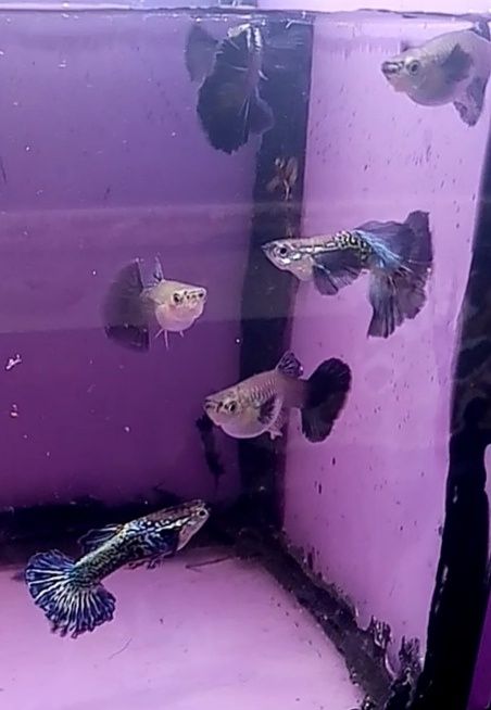 Rasowy gupik Blue dumbo half moon snakeskin