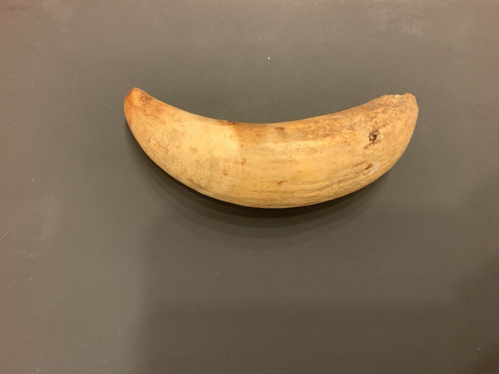 DENTE DE CACHALOTE