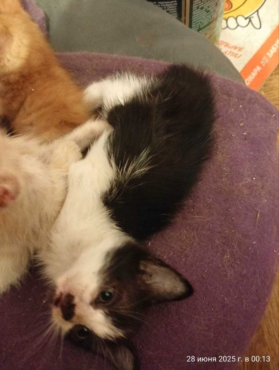 котята в хорошие руки