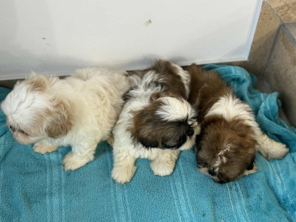Szczenięta Shih Tzu