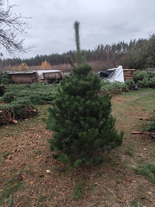 Новогодние сосни  ёлки оптом Тільки ОПТ