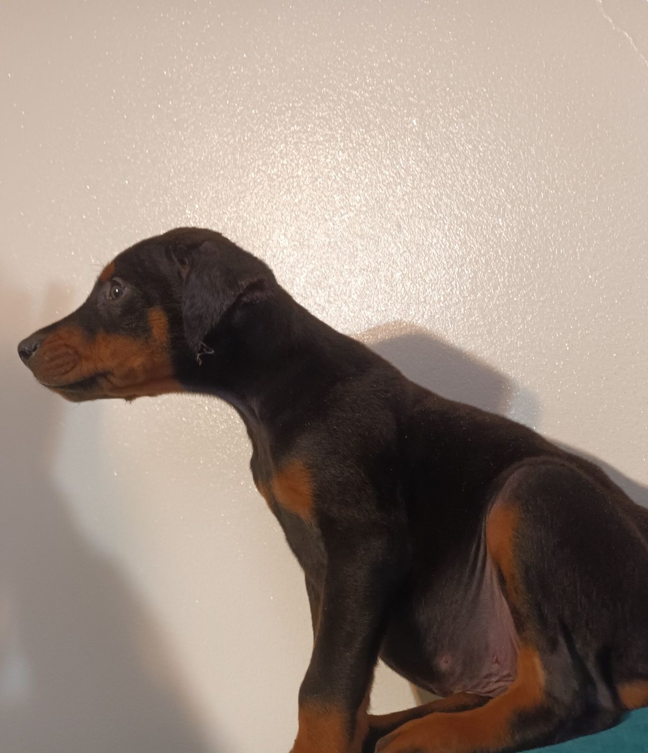 Doberman-szczeniak