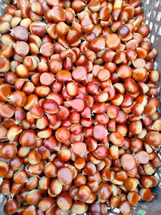 Castanha de boa qualidade