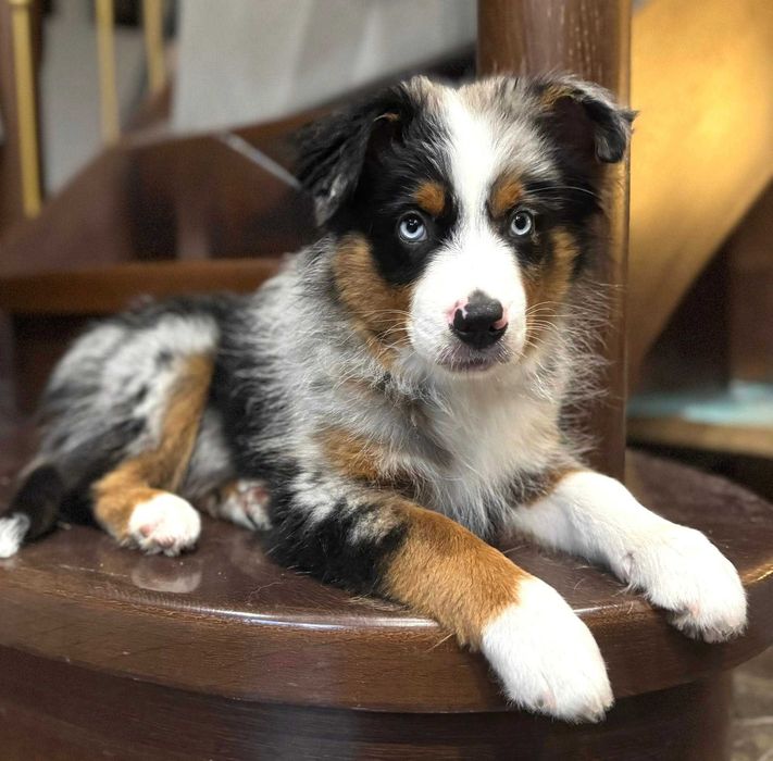 Miniaturowy Owczarek Amerykański-MAS- ZKwp/FCI - Pies