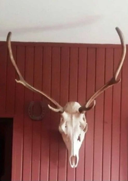 poroże wieniec jelenia