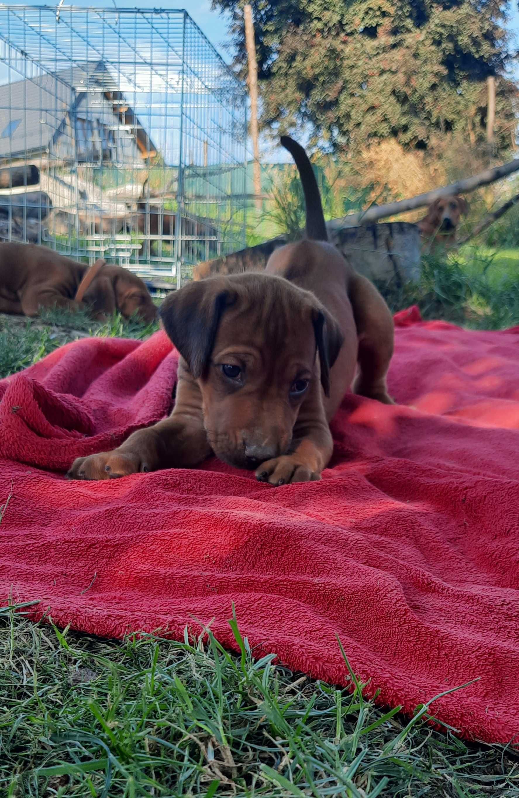 Szczenię Rhodesian Ridgeback - Hodowla ZKwP/FCI