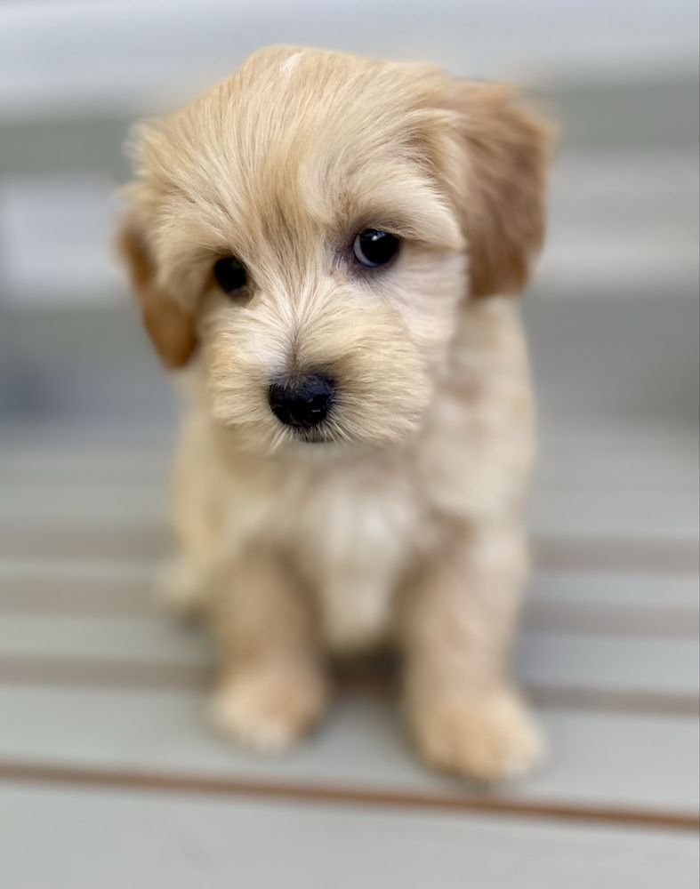 Maltipoo f1- chłopak