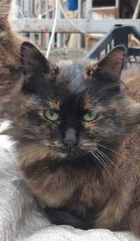Кошка Куся с изумрудными глазами