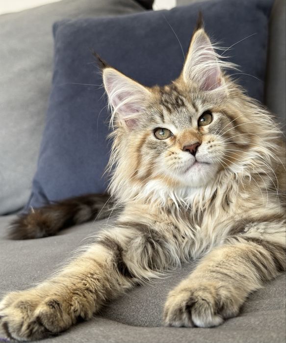Kocięta koteczka szylkretka Maine Coon
