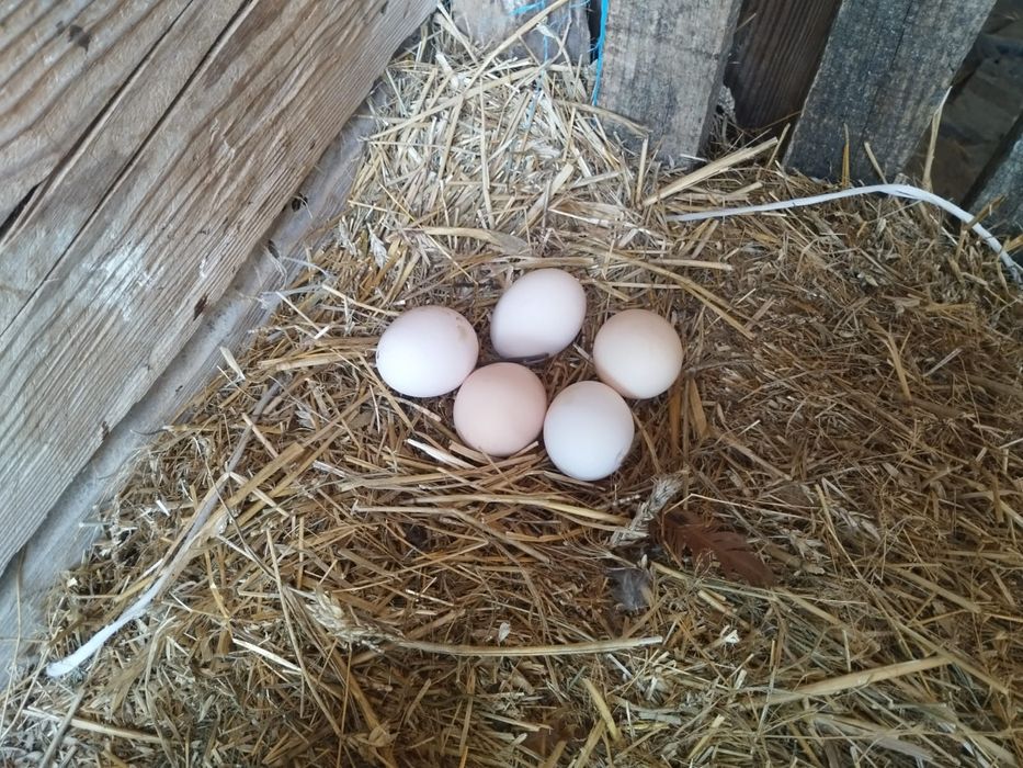 Sprzedam Jajka wiejskie z wolnego wybiegu bardzo dobrej jakości