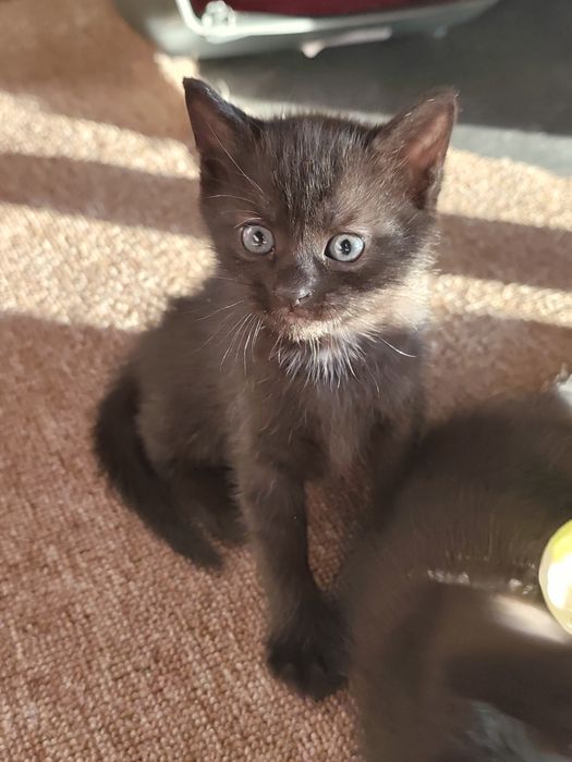 Котенята бомбейської породи, безкоштовно