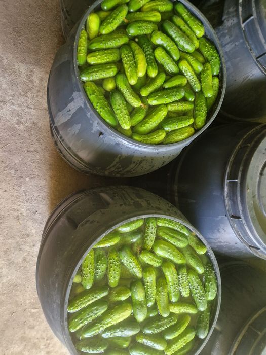 Ogórki kiszone beczki