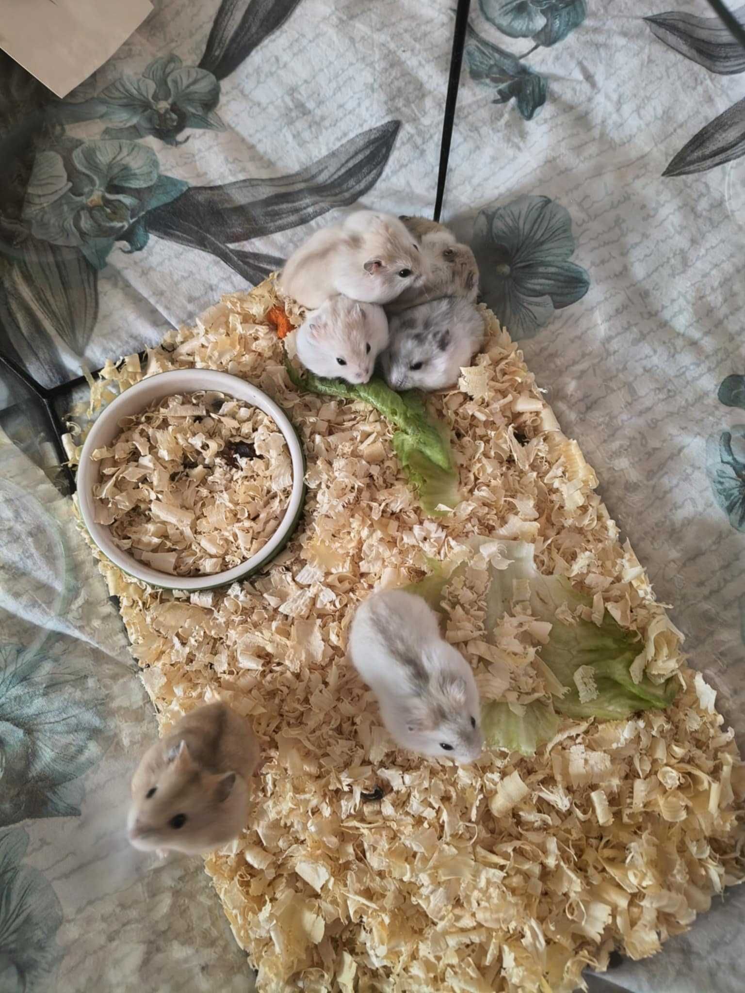 Chomiki dżungarskie.