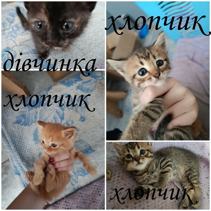 Віддаю кошенят в добрі руки