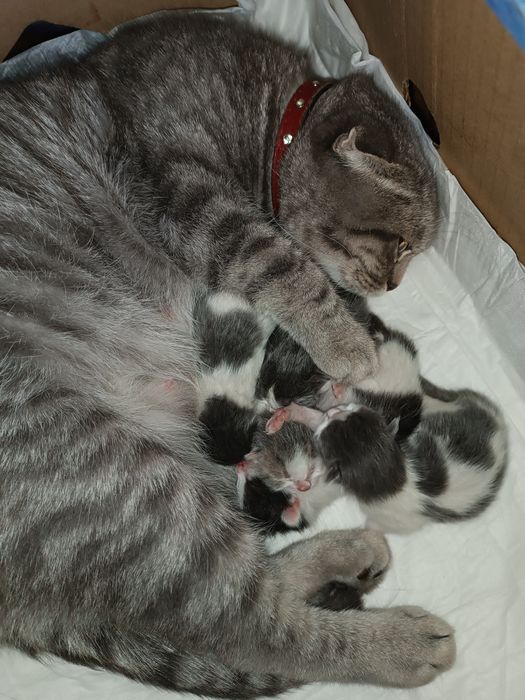 Котенятка хлопчики та дівчатка біло-попелясті,та біло-чорні,красиві