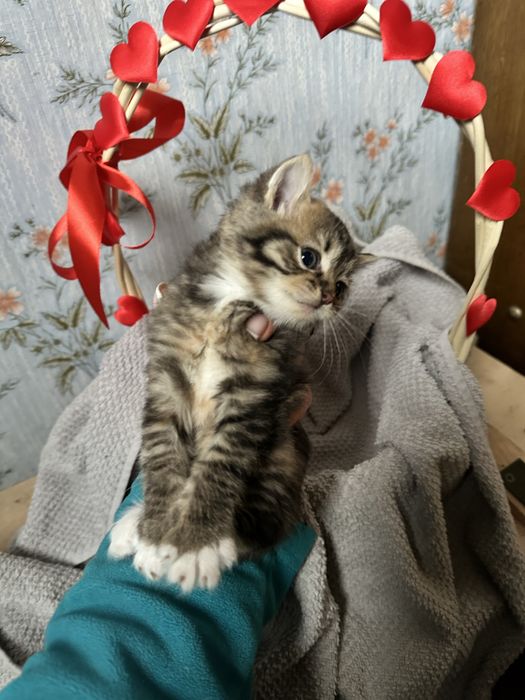 Котята в хорошие руки