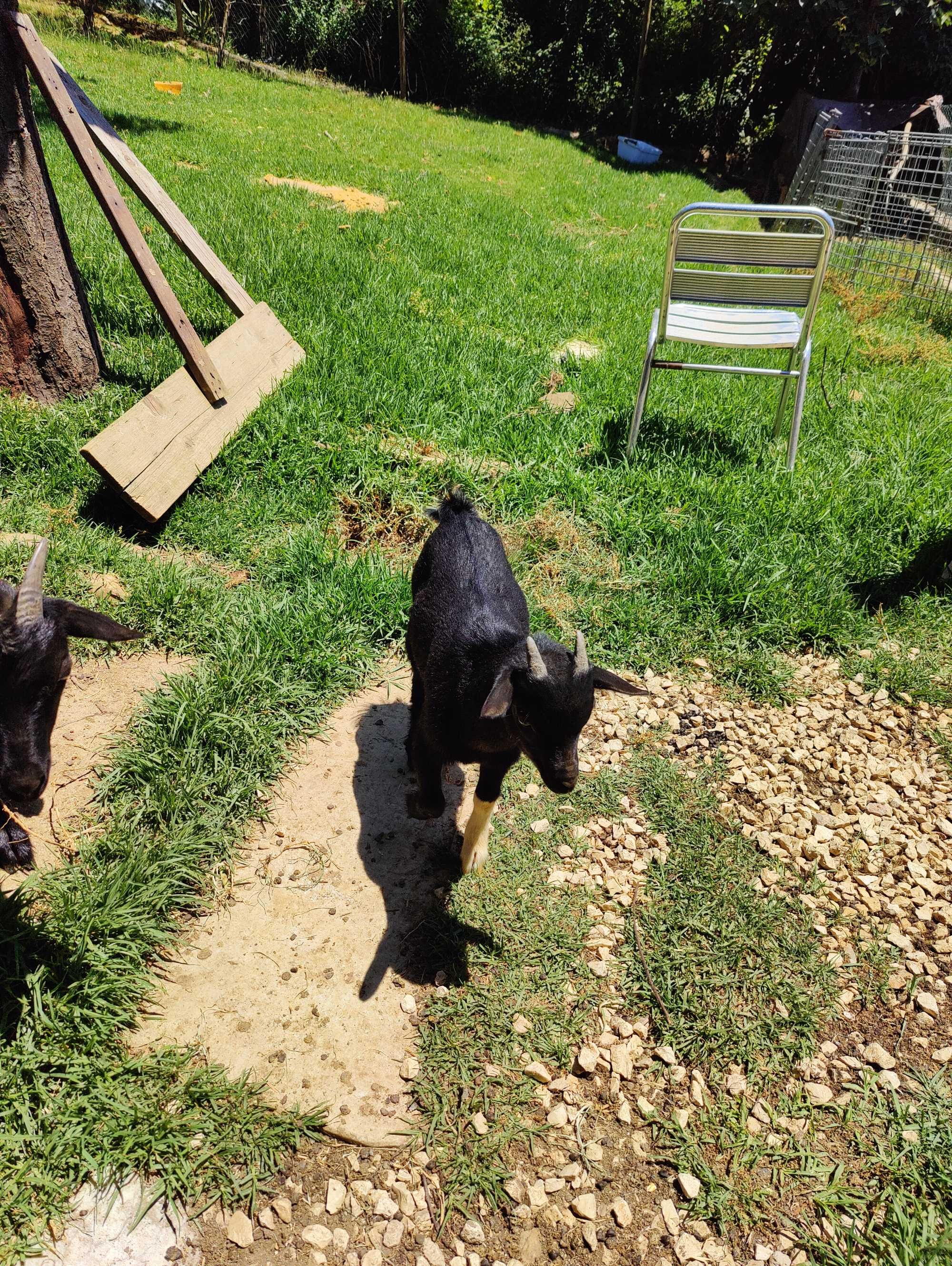 Cabrito anão macho 3 meses