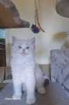 Cudowne kotki Ragdoll