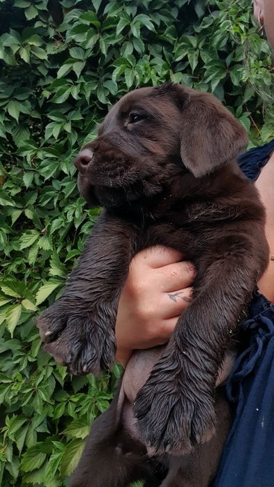 ЧистокровнІ малюкі лабрадор-ретривер.