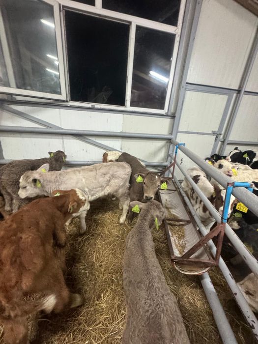 Byczki jałówki mięsne