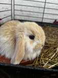 Coelhos mini Lop