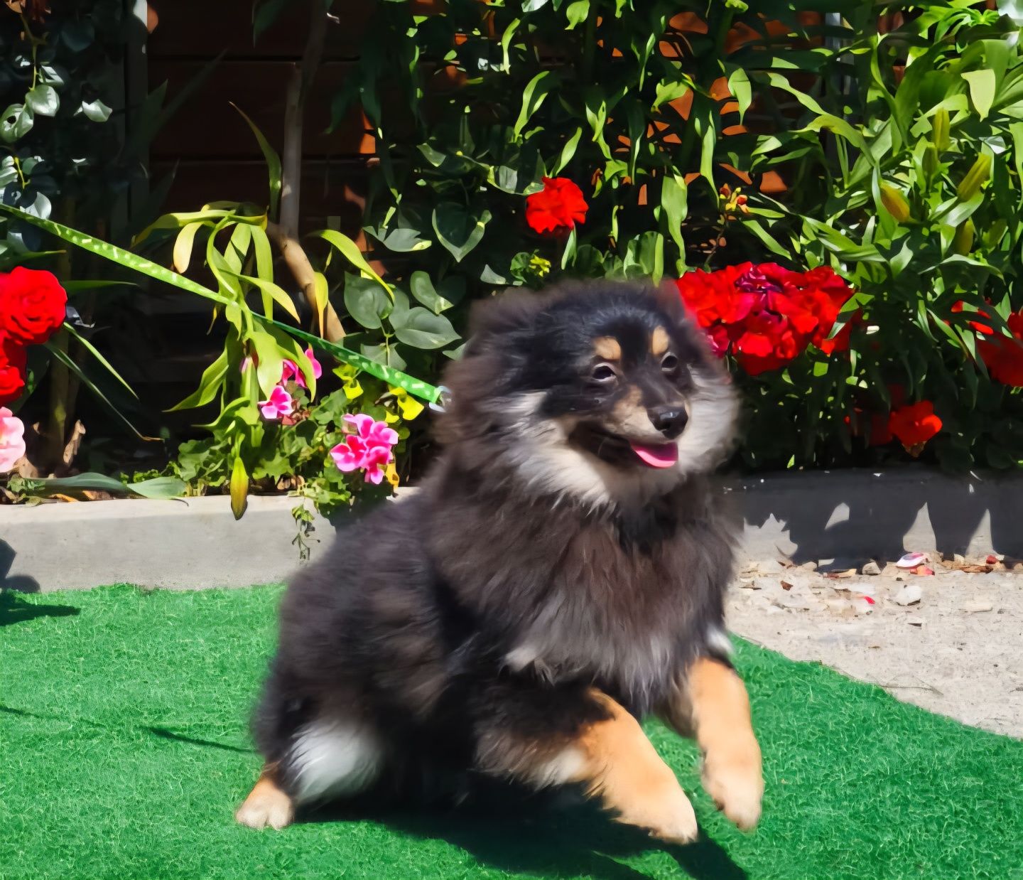 Pomeranian pies gotowy do odbioru