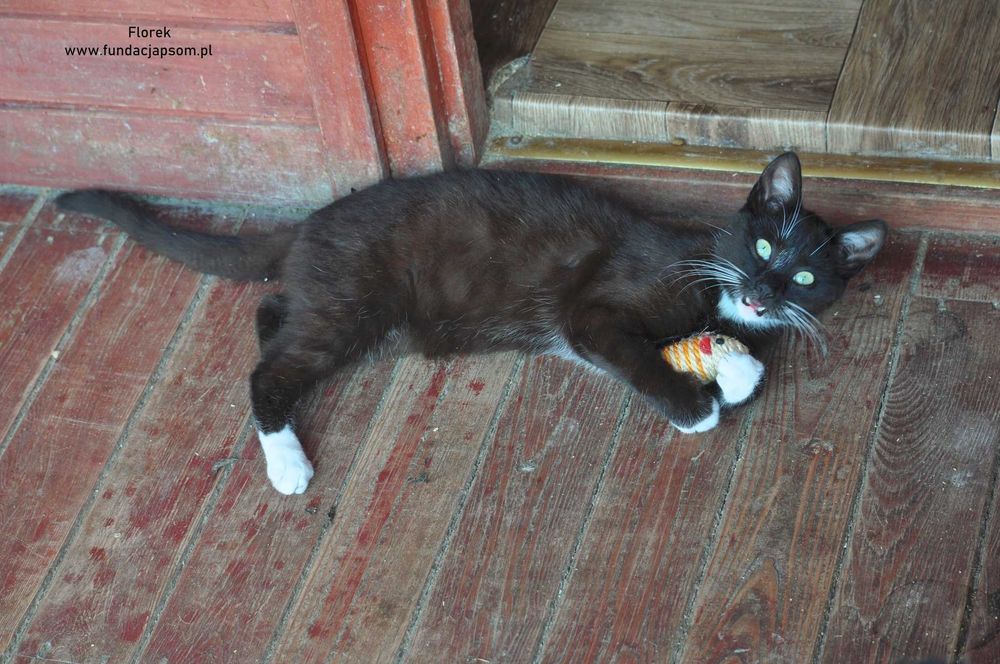 Florek - cudowny kociak szuka domku