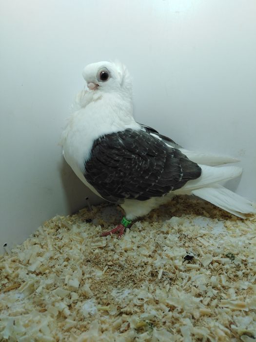 Mewka polska z 2025roku.