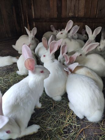 Кролики, кролі - продам
