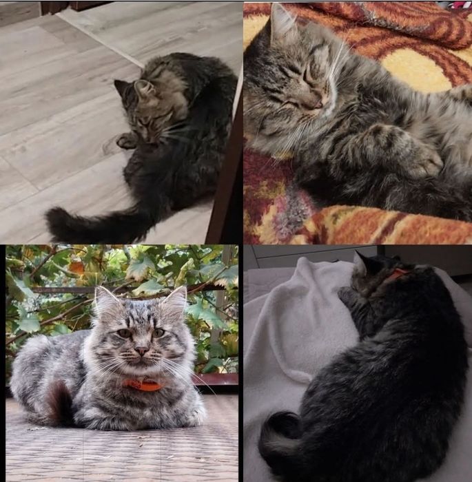 Пропал кот Хантер